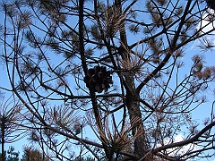 19 Shiawassee National Wildlife Refuge [2008 Nov 5]